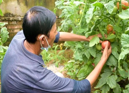 大棚西红柿高产种植技术视频_大棚西红柿种植致富_大棚西红柿种植与管理技术视频