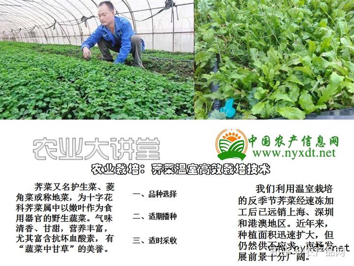 农业栽培：荠菜温室高效栽培技术