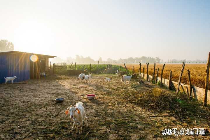 致富经农村养牛_致富农村养牛视频_农村养殖致富门路养牛