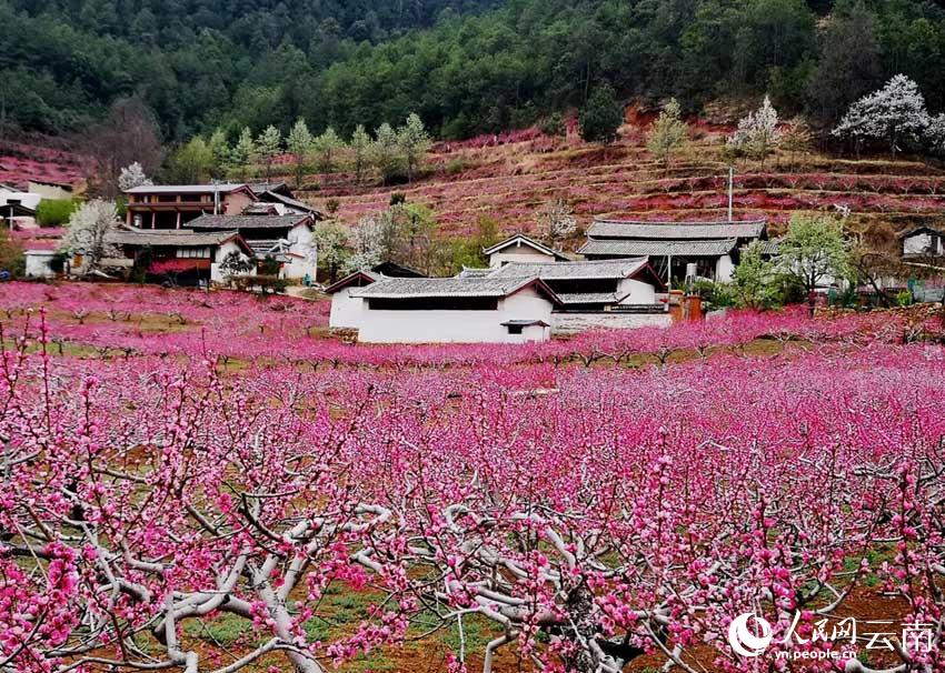 云南丽江：百亩桃花盛放 农旅融合促致富