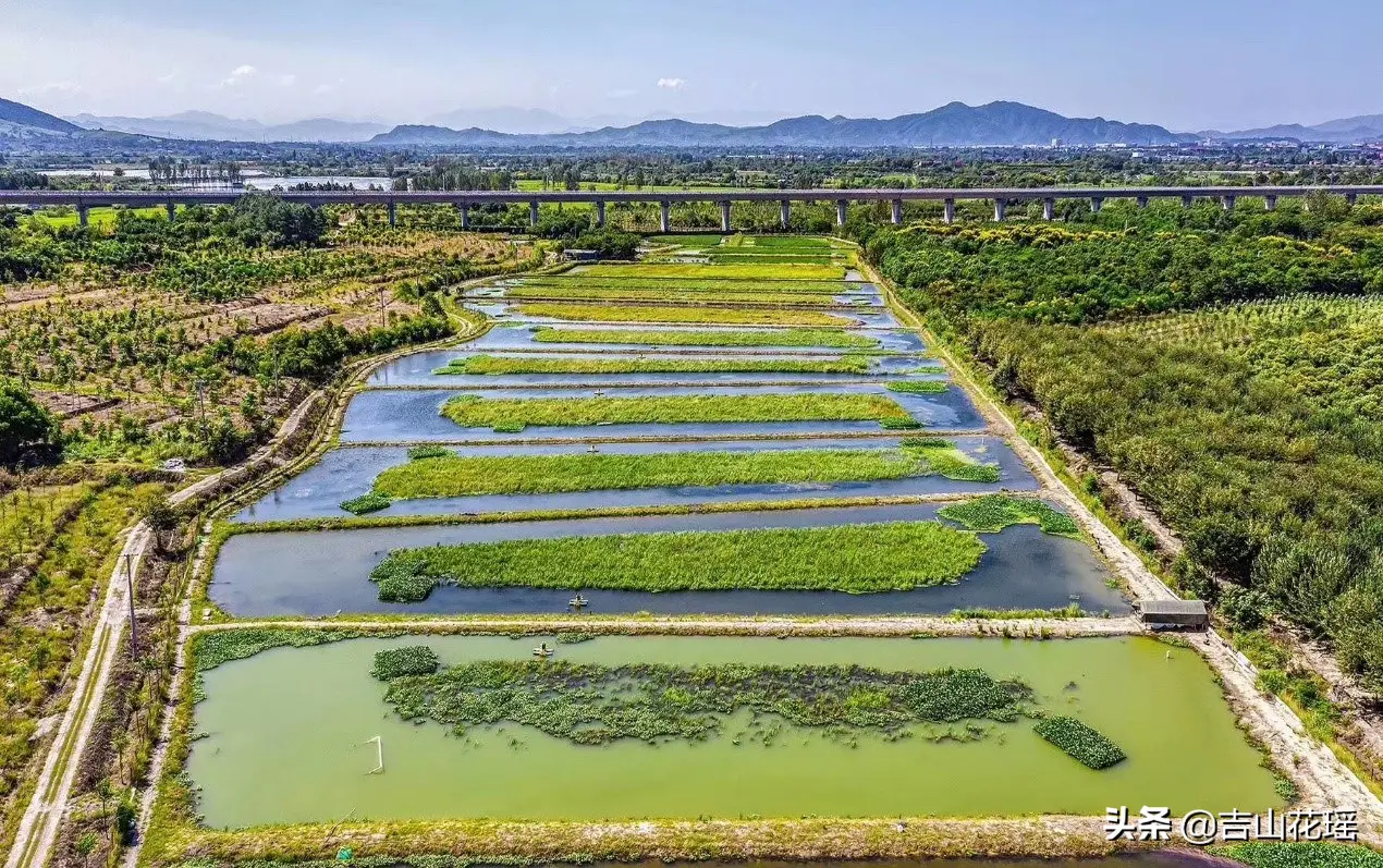 水稻-澳洲淡水龙虾共生综合种养模式