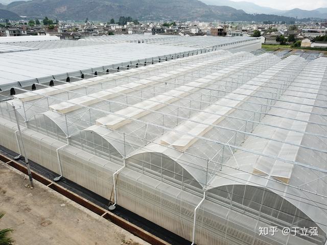 茄子大棚种植技术与管理_茄子大棚种植技术要点_大棚种植茄子技术