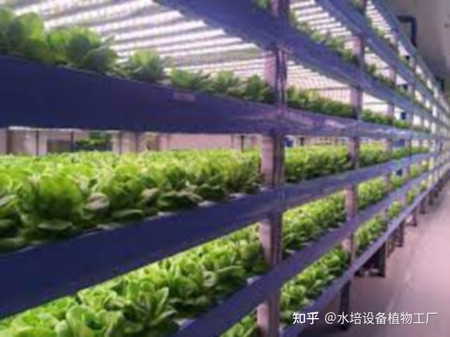 种菜的先进技术-智能化植物工厂，无土栽培25天左右就可收获