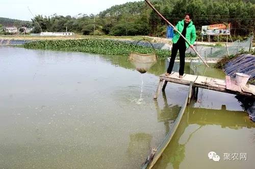 养泥鳅“养”出一条致富路