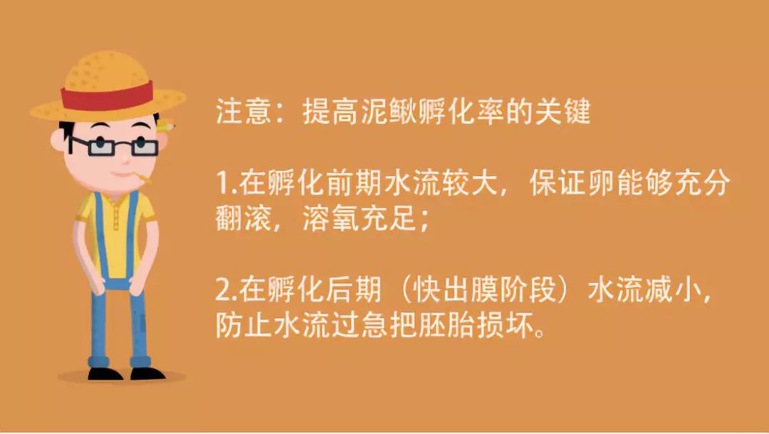 养殖泥鳅的技术_致富养殖泥鳅技术视频教程_致富泥鳅养殖技术