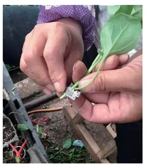 博爱县塑料大棚茄子嫁接栽培技术