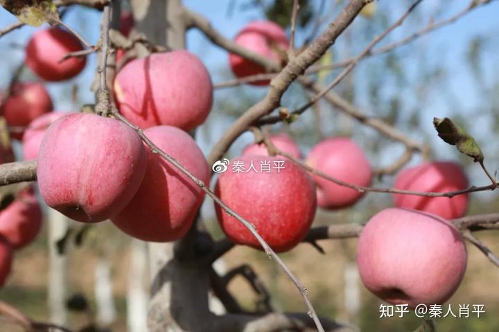 致富种植苹果故事视频_致富种植苹果故事简介_苹果种植致富故事