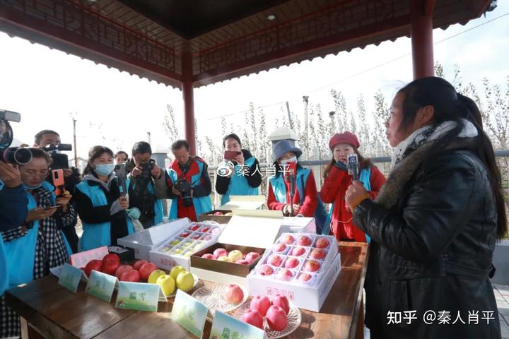 苹果种植致富故事_致富种植苹果故事简介_致富种植苹果故事视频