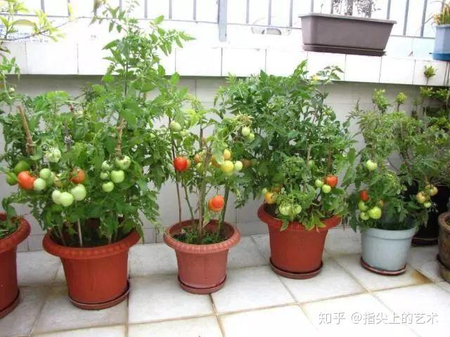 栽培西红柿种植农业技术与管理_农业种植西红柿栽培技术_西红柿栽培