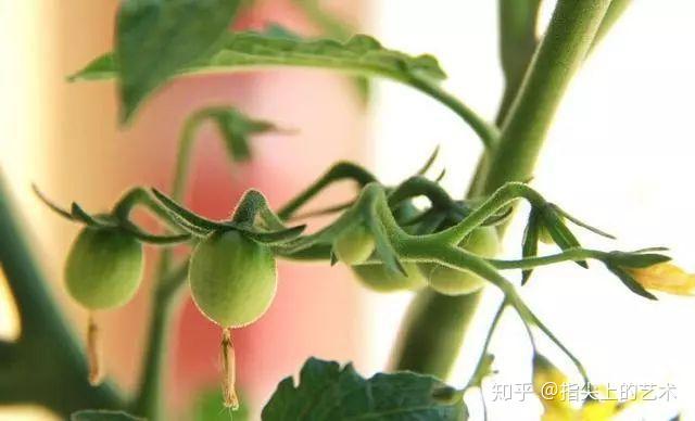 西红柿栽培_农业种植西红柿栽培技术_栽培西红柿种植农业技术与管理