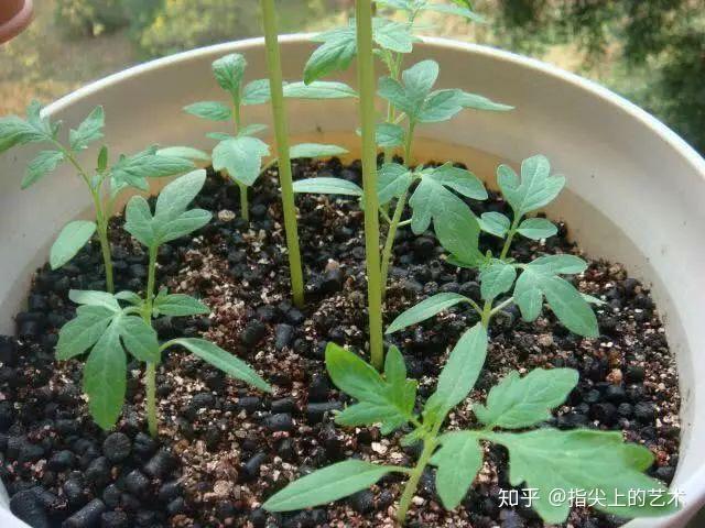 西红柿栽培_栽培西红柿种植农业技术与管理_农业种植西红柿栽培技术