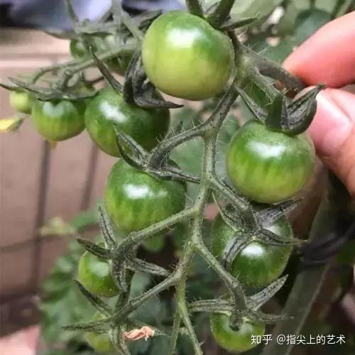 农业种植西红柿栽培技术_栽培西红柿种植农业技术与管理_西红柿栽培