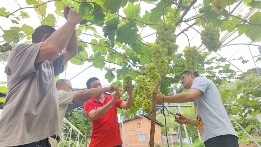 种植玫瑰致富之路_2020致富之路_致富经花卉种植