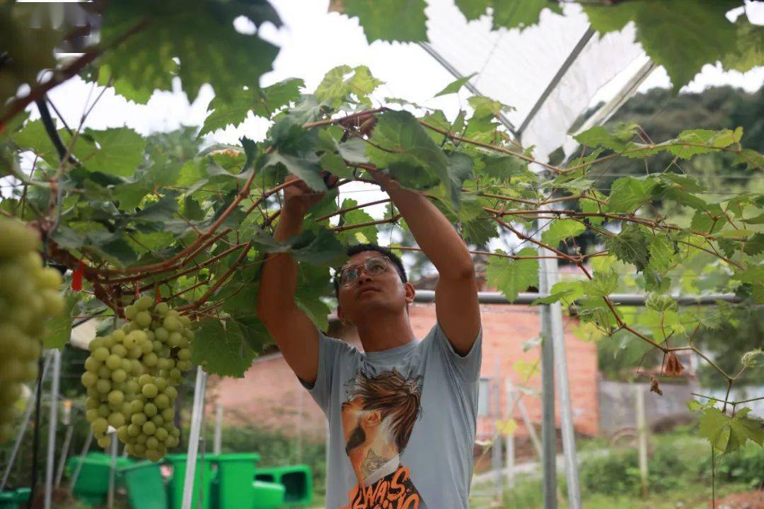 种植玫瑰致富之路_致富经花卉种植_2020致富之路