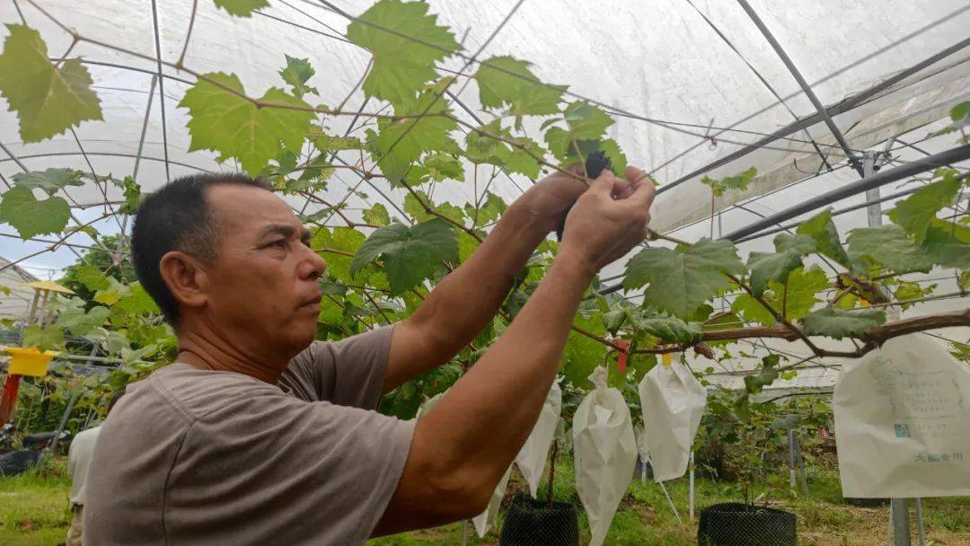 种植玫瑰致富之路_致富经花卉种植_2020致富之路