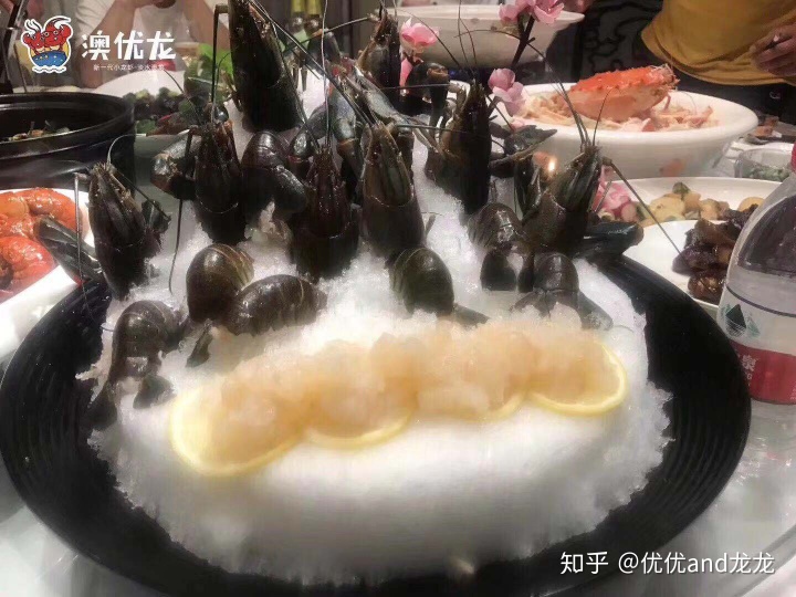 澳洲淡水龙虾致富经_致富经澳洲龙虾_澳洲淡水小龙虾致富经