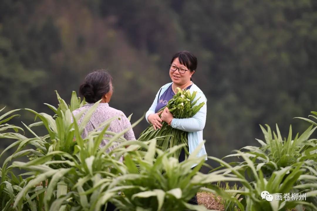 麻菜籽油多少钱一斤_油麻菜种植技术_油麻菜种植方法和时间