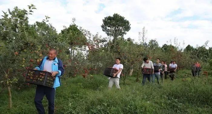 种植致富项目 种植四棱豆_年种植什么赚钱种植致富项_种植致富豆棱项目是什么