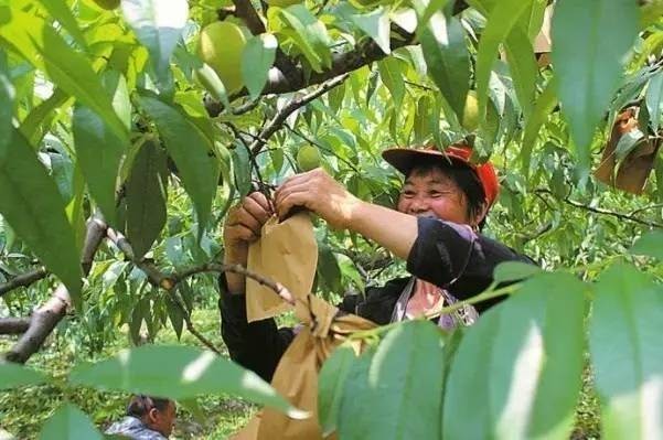 村民种植桃花致富_村官带领村民致富_熊屋村诚信制种致富村民