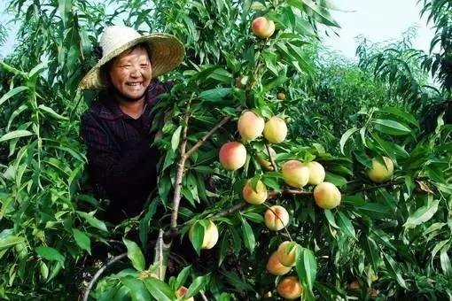 村民种植桃花致富_熊屋村诚信制种致富村民_村官带领村民致富