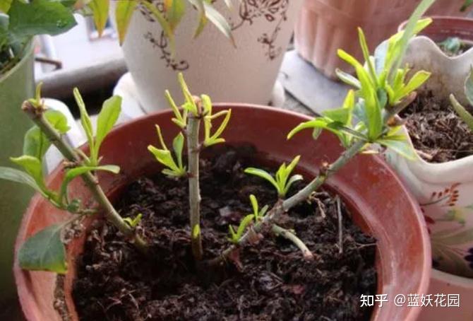 蓝梅种植技术指导_蓝梅繁殖方法视频_蓝梅种植与繁殖技术