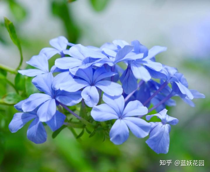 蓝梅种植与繁殖技术_蓝梅种植技术指导_蓝梅繁殖方法视频