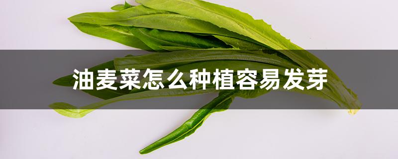 油麦菜怎么种植容易发芽