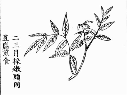 北方的香椿树_北方种植香椿树致富经验_香椿树在北方怎么过冬