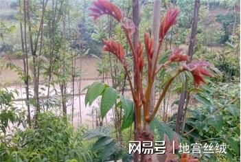 北方香椿耐寒吗_北方香椿树什么时候发芽_北方种植香椿树致富经验