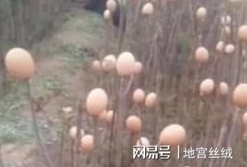 北方种植香椿树致富经验_北方香椿耐寒吗_北方香椿树什么时候发芽