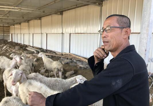 【中国梦·黄河情】5只胡羊为牧民带来了致富路……