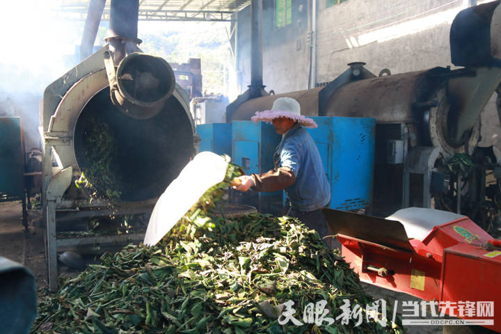 山银花种植亩产_山银花种植技术_种植山银花致富