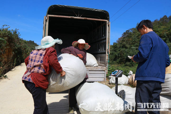 山银花种植亩产_山银花种植技术_种植山银花致富