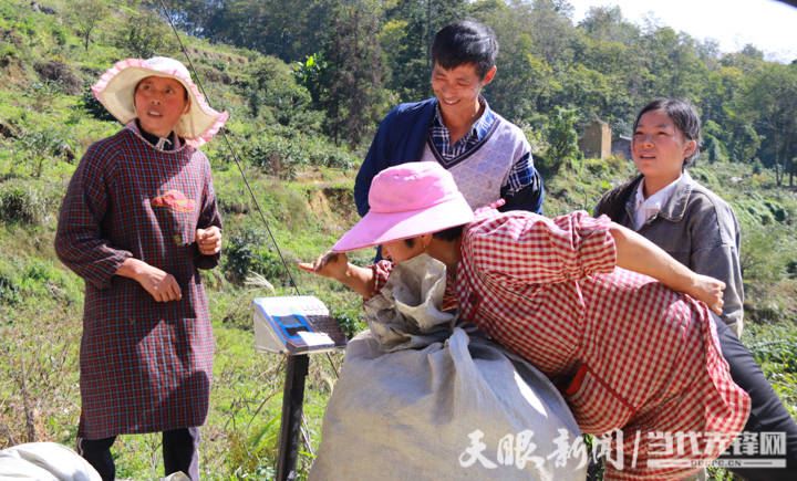 山银花种植亩产_山银花种植技术_种植山银花致富