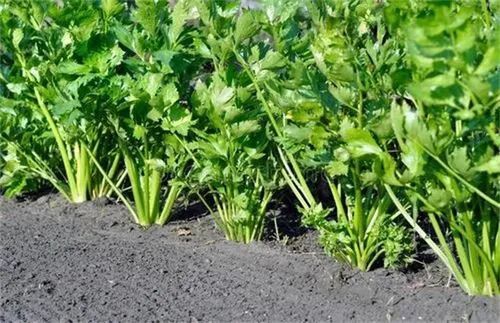 视频芹菜种植育苗技术教程_芹菜苗怎么种植方法视频_芹菜育苗种植技术视频