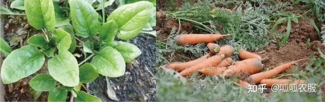 致富三农种植技术是什么_三农致富经种植项目_三农种植致富技术