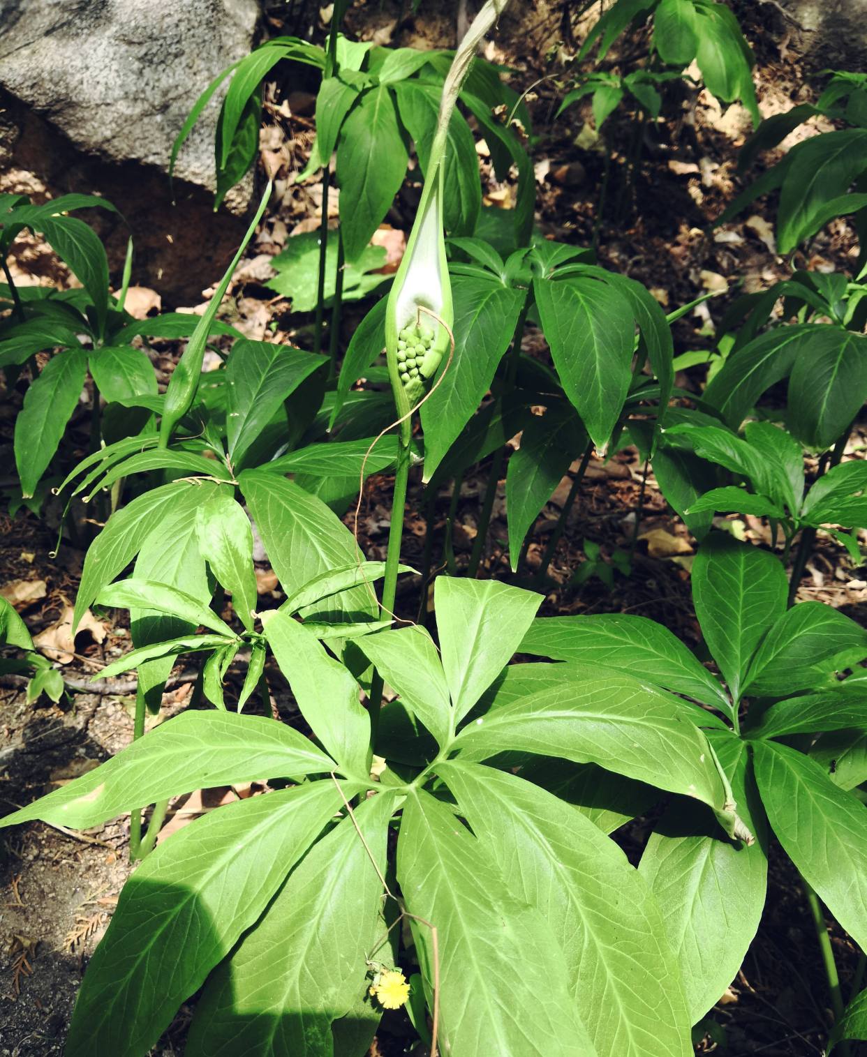 虎年话“虎”植物