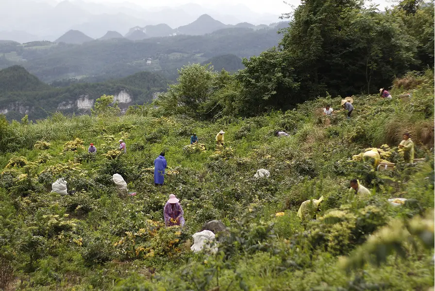 【乡村振兴示范地】坪乐镇：致富花开“金银”来