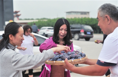 四季蒜苗种植致富_农村种植什么能致富_种植西梅致富