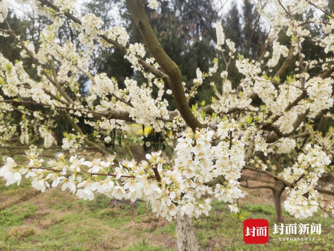 鲍志强徒弟_鲍强明致富经_鲍志强的师傅是谁
