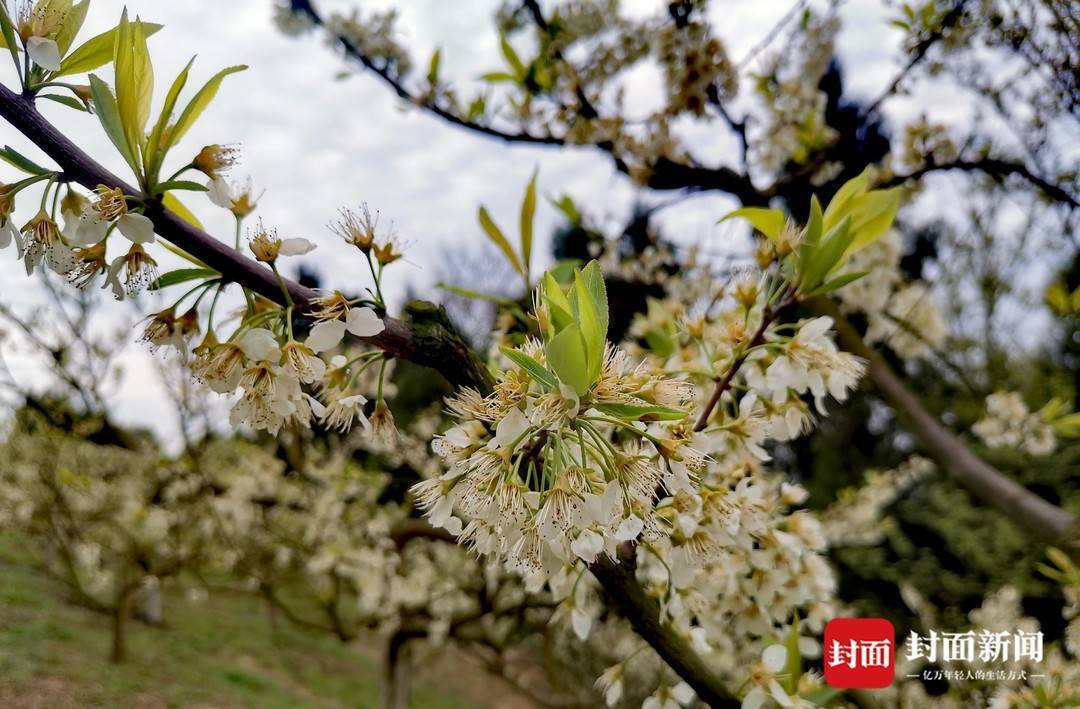 鲍志强的师傅是谁_鲍志强徒弟_鲍强明致富经