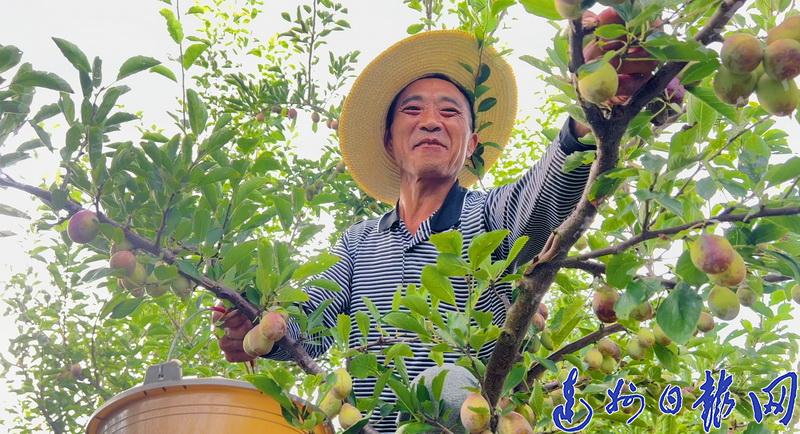 种植西梅致富_科学种植致富100例_梅西农场