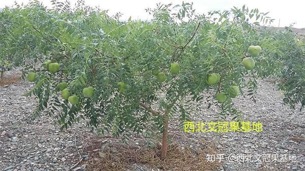 文冠果抗旱节水开花结果全身都是宝，它是农民发家致富的“摇钱树”