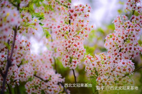 林果种植致富_种植果树致富_果树种植致富经