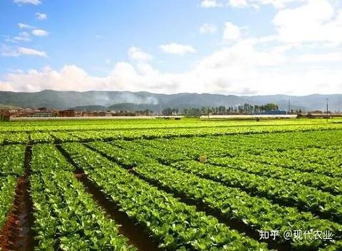 农业种植致富新路_致富经农业种植_新农业致富项目