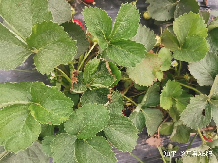 种植草莓小技巧_草莓种植技术教程_种植草莓的技术