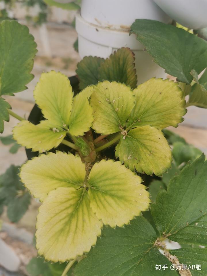 种植草莓小技巧_种植草莓的技术_草莓种植技术教程