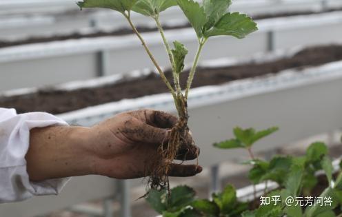 种植草莓的技术_草莓种植技术教程_种植草莓小技巧