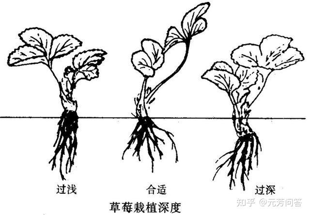 种植草莓的技术_种植草莓小技巧_草莓种植技术教程