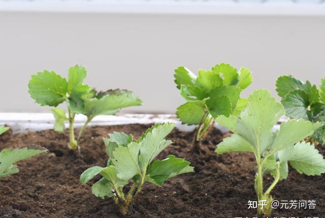 草莓种植技术教程_种植草莓的技术_种植草莓小技巧